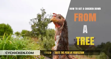 Safely Rescue Your Chicken from a Tree: A Step-by-Step Guide