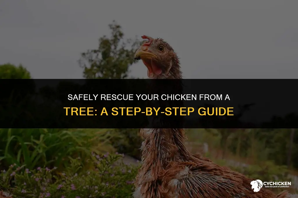 how to get a chicken down from a tree