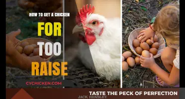 From Coop to Flock: A Beginner's Guide to Raising Chickens
