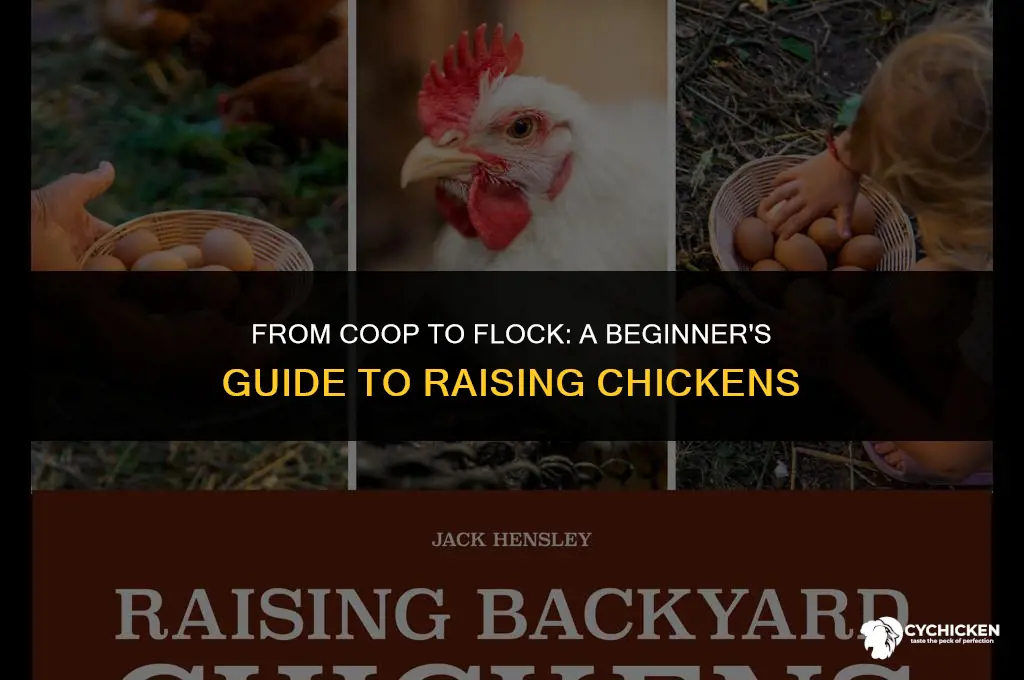 how to get a chicken for too raise