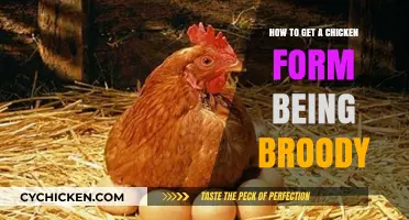 Breaking the Broodiness: A Guide to Distracting Your Chicken