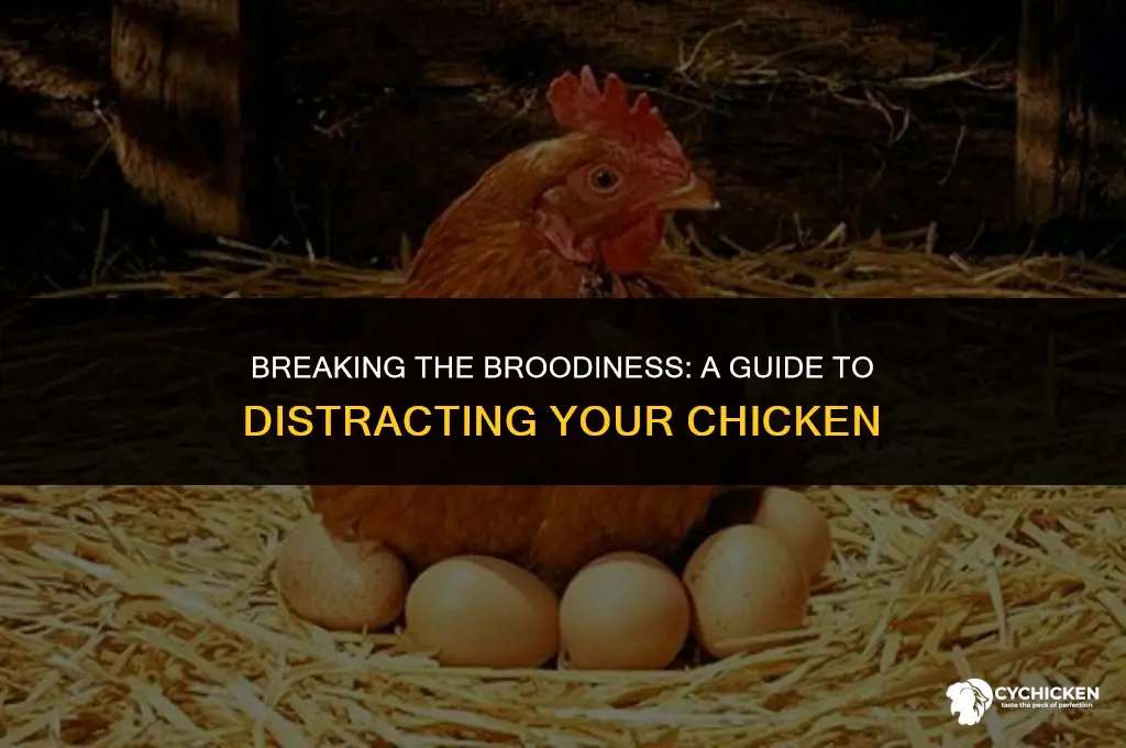 how to get a chicken form being broody