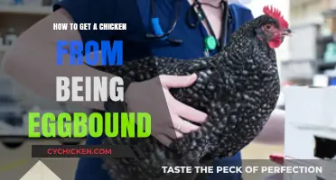 Helping Your Hen: A Guide to Relieving Egg Binding in Chickens