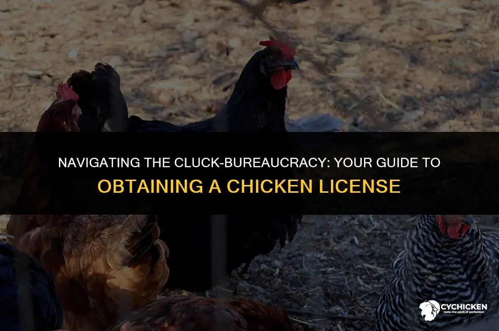 how to get a chicken license