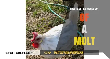 Revitalizing Your Hen: A Guide to Helping Chickens Through Molting
