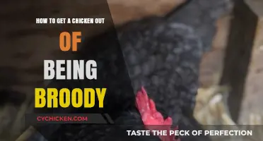 Breaking the Brood: Gentle Strategies to Revive Your Chicken's Spirits