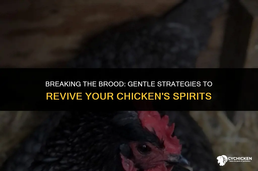 how to get a chicken out of being broody