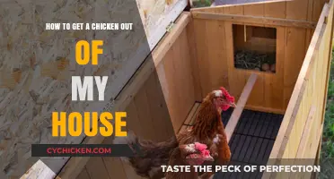 Evicting Your Feathered Intruder: A Guide to Chicken-Proofing Your Home
