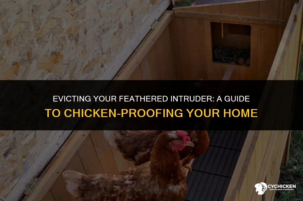 how to get a chicken out of my house