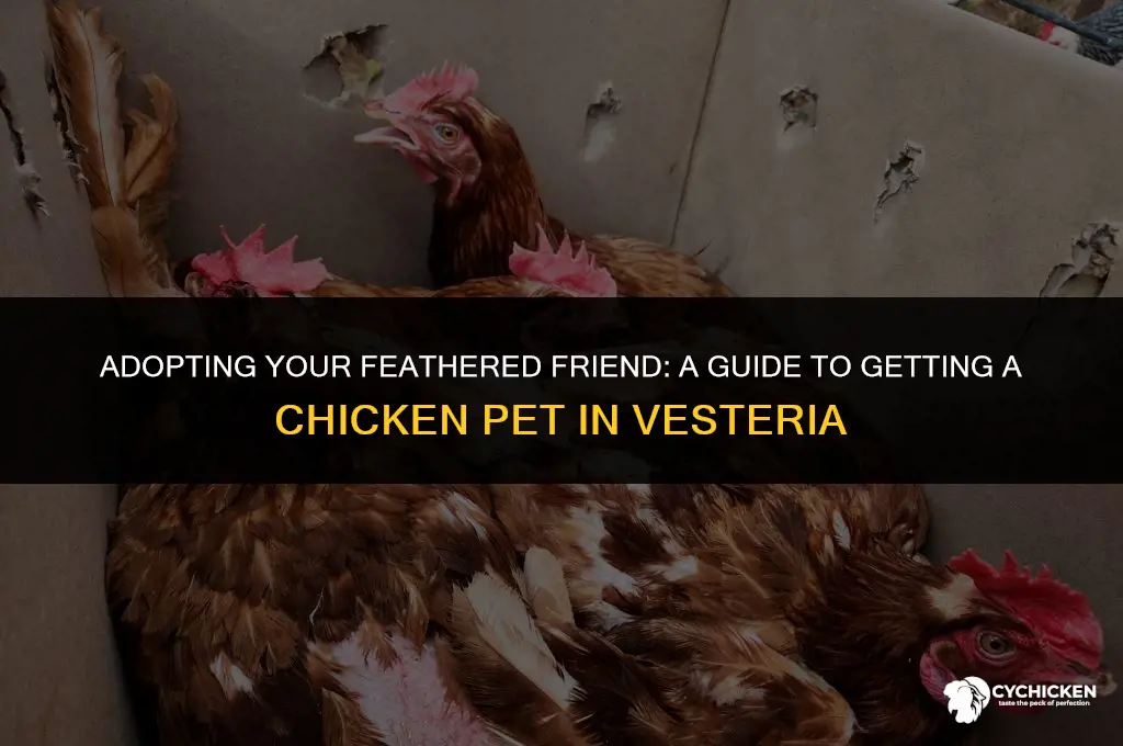 how to get a chicken pet in vesteria
