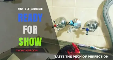 Prepping Your Chicken for the Big Show: A Comprehensive Guide