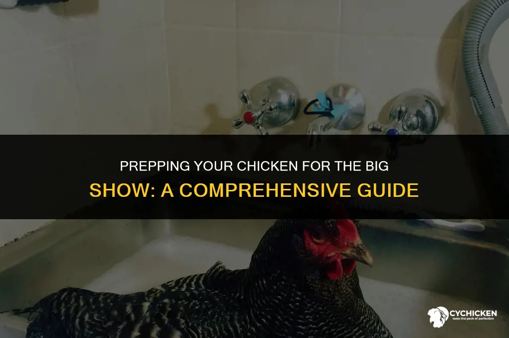 how to get a chicken ready for show