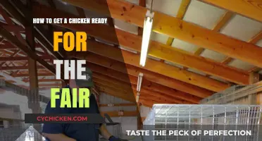 Prepping Your Chicken for the Fair: A Step-by-Step Guide