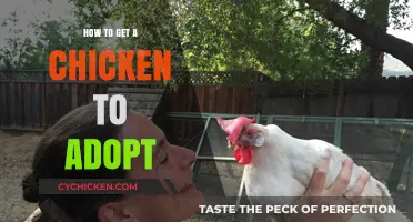 Coaxing Clucks: A Guide to Chicken Adoption Success