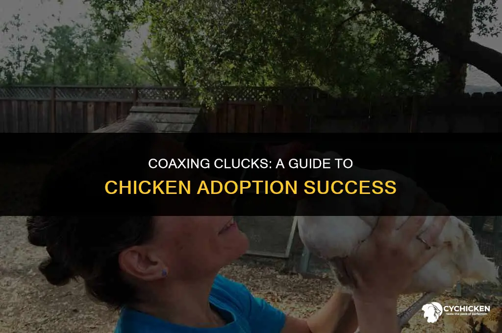 how to get a chicken to adopt