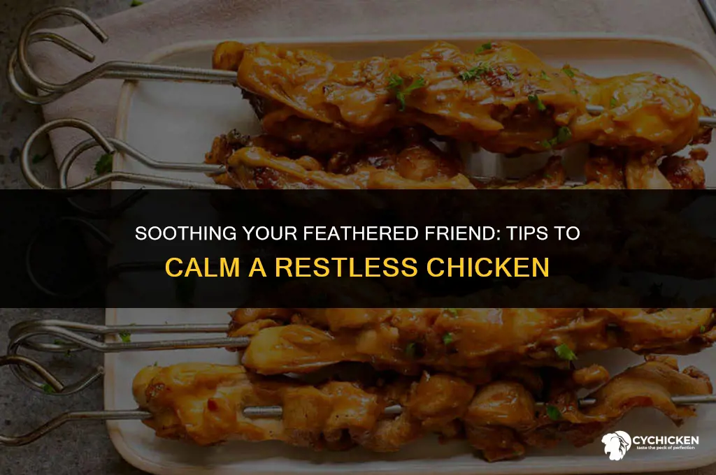 how to get a chicken to calm down