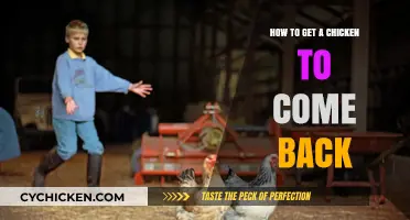 Summoning Your Feathered Friend: Tips to Lure a Chicken Back Home
