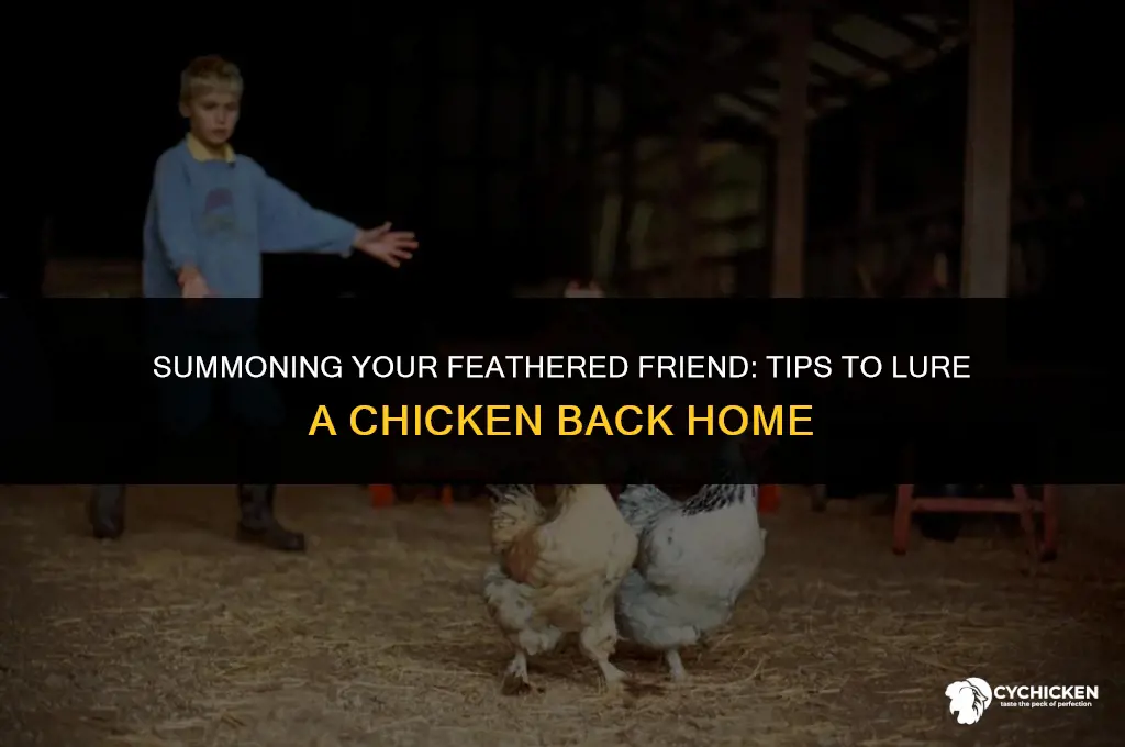 how to get a chicken to come back