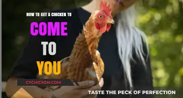Attracting Feathered Friends: A Guide to Summoning Chickens