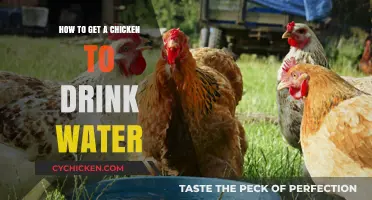 Thirsty Chicken? Here's How to Encourage Hydration