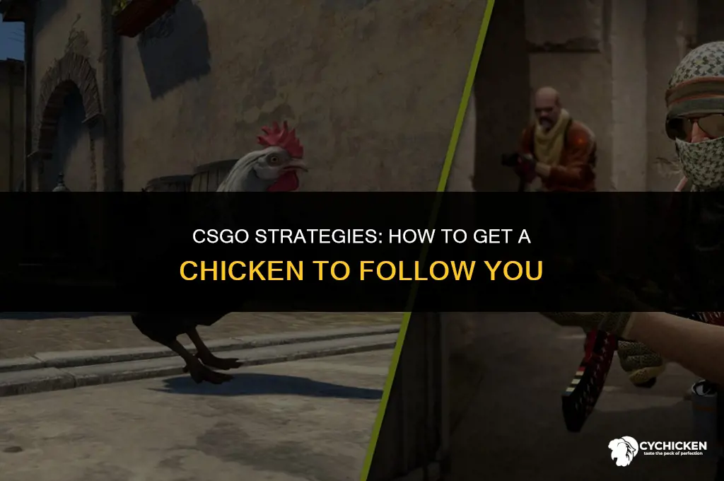 how to get a chicken to follow you csgo