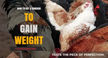 Feeding Strategies for Optimal Chicken Weight Gain