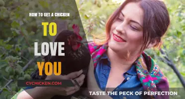 Building Affection: A Guide to Earning Your Chicken's Love