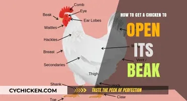Unlocking the Cluck: A Guide to Gently Opening a Chicken's Beak