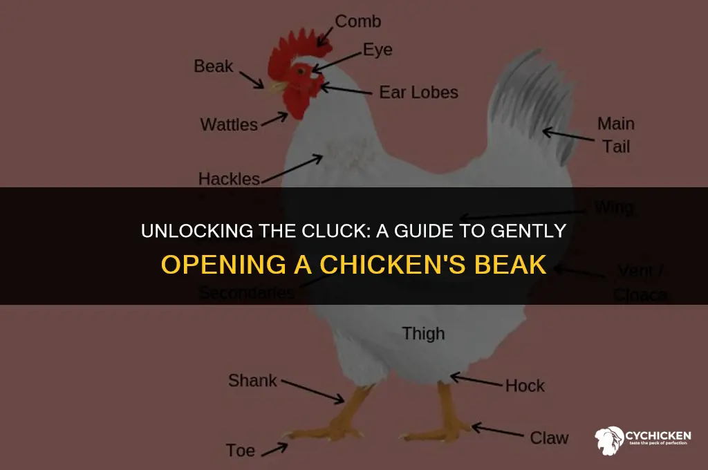 how to get a chicken to open its beak