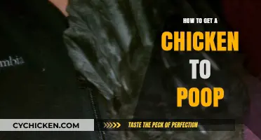 Encouraging Your Chicken to Poop: Tips and Tricks
