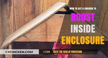 Encouraging Chickens to Roost Inside Their Enclosure: A Guide