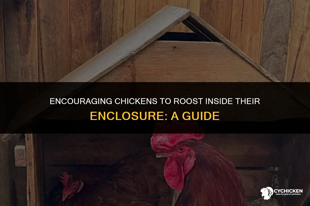 how to get a chicken to roost inside enclosure