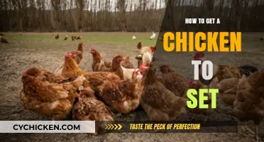 Encouraging Your Hen to Set: A Guide for Chicken Keepers