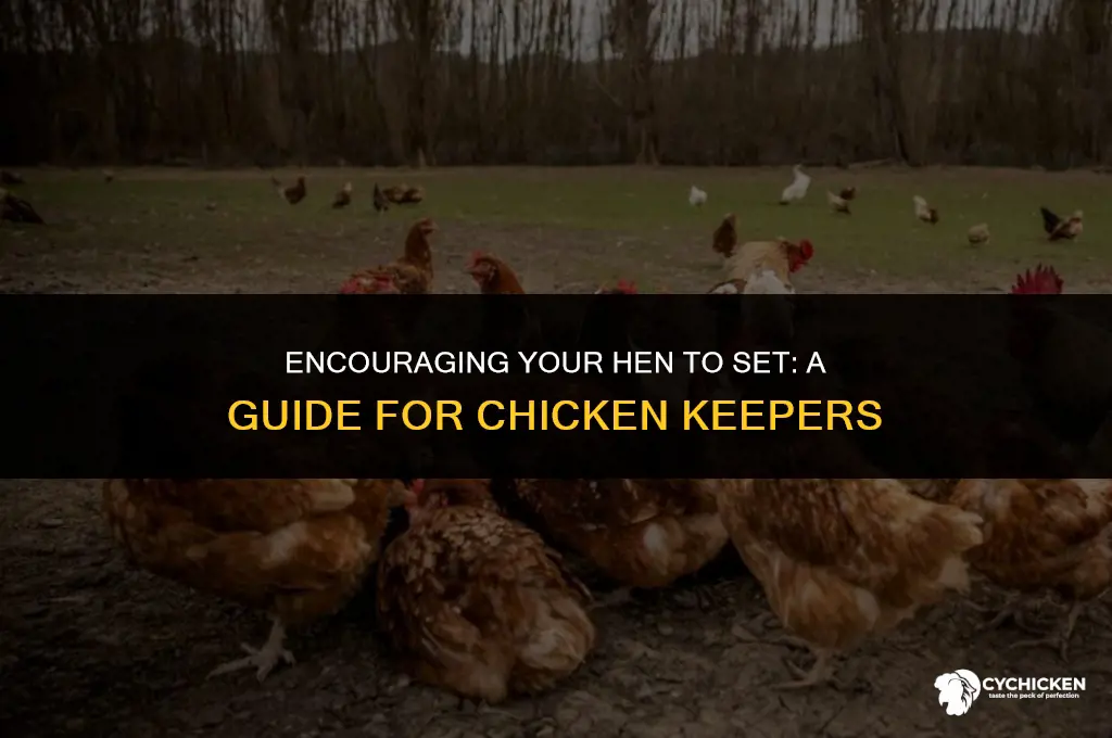 how to get a chicken to set