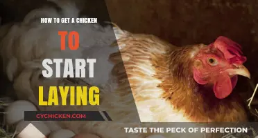 Encouraging Your Hen: Tips to Boost Egg Production