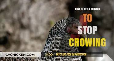 Quieting the Rooster: Proven Tips to Tame Your Chicken's Crow