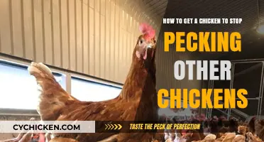 Peaceful Coop: Strategies to Curb Chicken Pecking Behavior