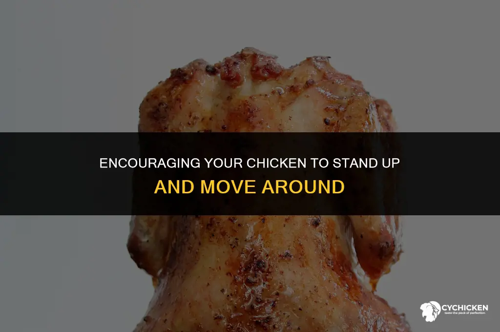 how to get a chicken to stop sitting