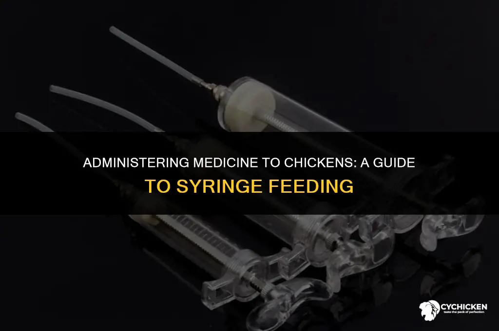 how to get a chicken to take medicine from asyringe