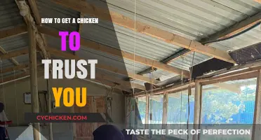 Building Trust with Your Chicken: A Comprehensive Guide