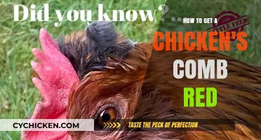 Enhancing Your Chicken's Comb: A Guide to Achieving a Vibrant Red