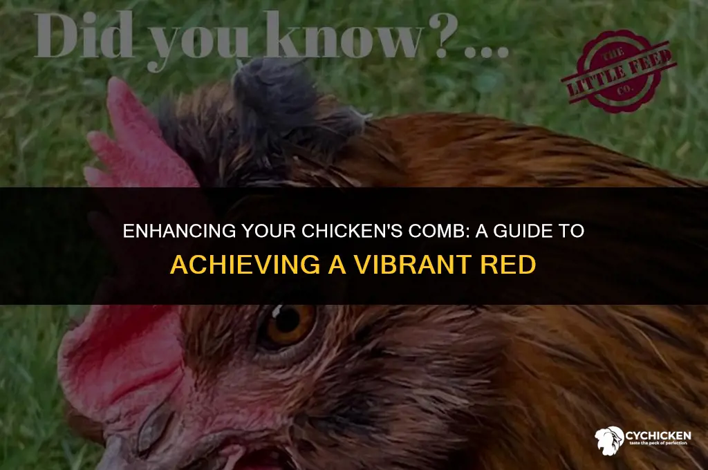 how to get a chicken