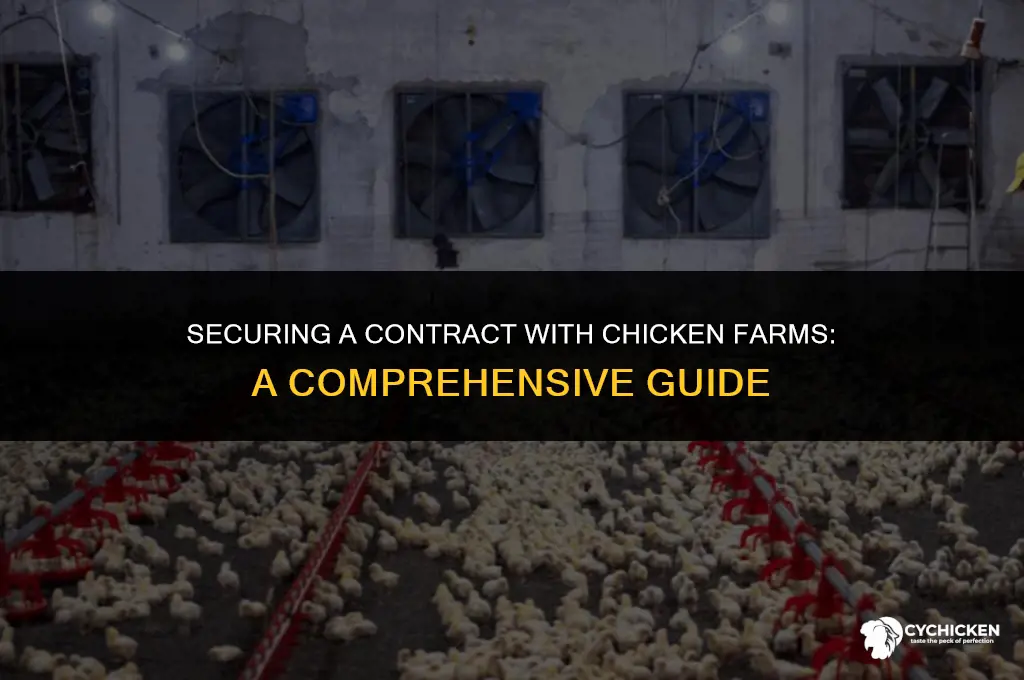 how to get a contract with chicken farms