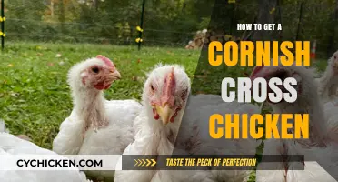 Raising Cornish Cross Chickens: A Beginner's Guide to Success