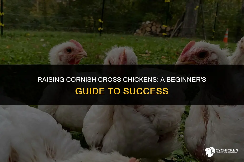 how to get a cornish cross chicken