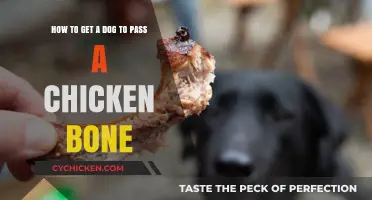 Mastering the Art of Chicken Bone Passing: A Canine Guide
