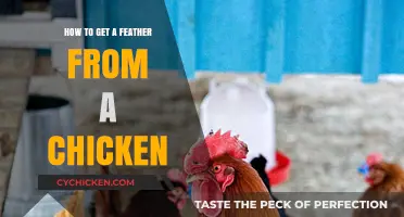 Feather Farming: A Gentle Guide to Harvesting Chicken Plumage