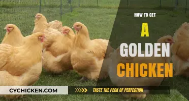Unlocking the Secret to Golden Chickens: A Beginner's Guide
