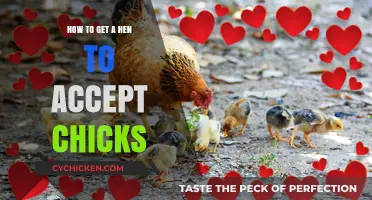 Integrating Chicks into a Hen's Brood: A Comprehensive Guide