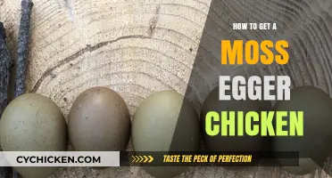 Hatching Success: Guide to Obtaining a Moss Egger Chicken